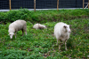 Schapenbegrazing in bufferbekken Walter Luytenplein